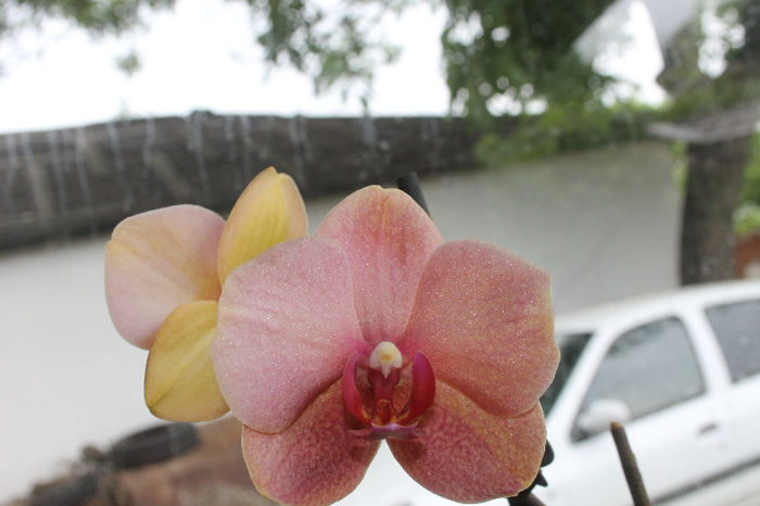 IMG_0508 - Phalaenopsis1