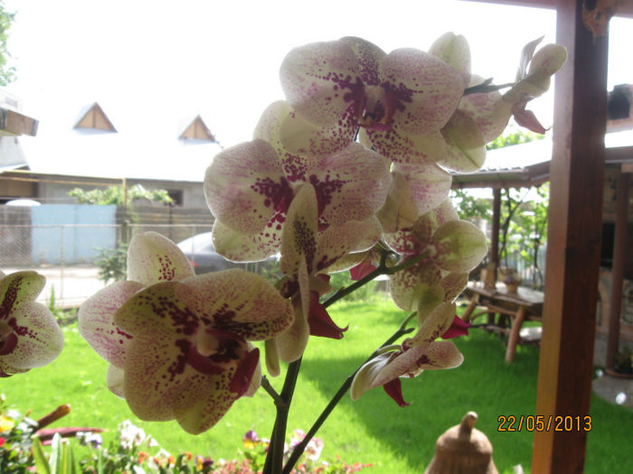 Doritaenopsis Fata Morgana - Phalaenopsis1