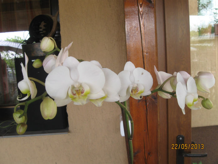 IMG_0313 - Phalaenopsis1