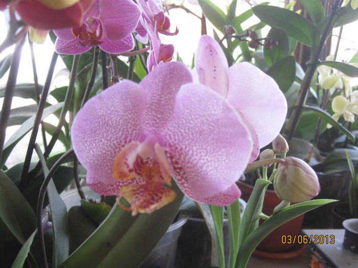 IMG_0491 - Phalaenopsis1