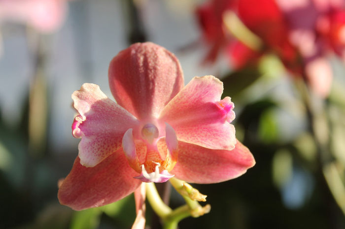 IMG_1256 - Phalaenopsis1