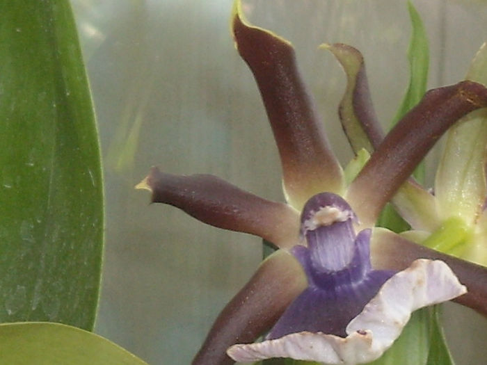 Zygopetalum-1