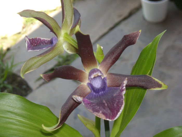 Zygopetalum-1