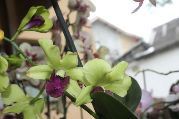 IMG_0513 - Dendrobium phalaenopsis