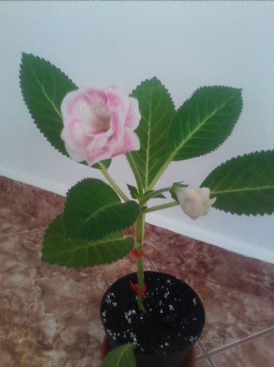 satisfaction - gloxinia 2013