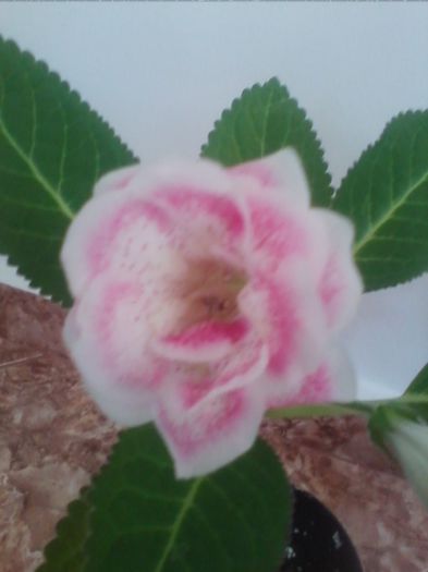 satisfaction - gloxinia 2013