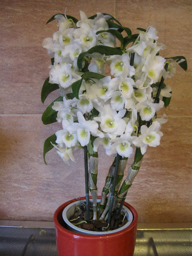 IMG_0008 - Dendrobium nobile