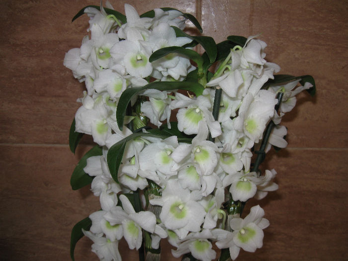 IMG_0009 - Dendrobium nobile