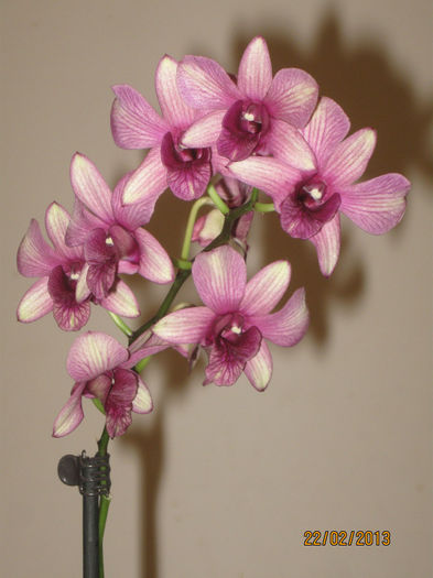 IMG_0012 - Dendrobium phalaenopsis