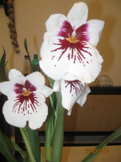 IMG_0008 - Miltonia