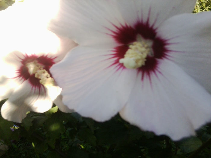 Fotografie4501 - flori de gradina 2013-2