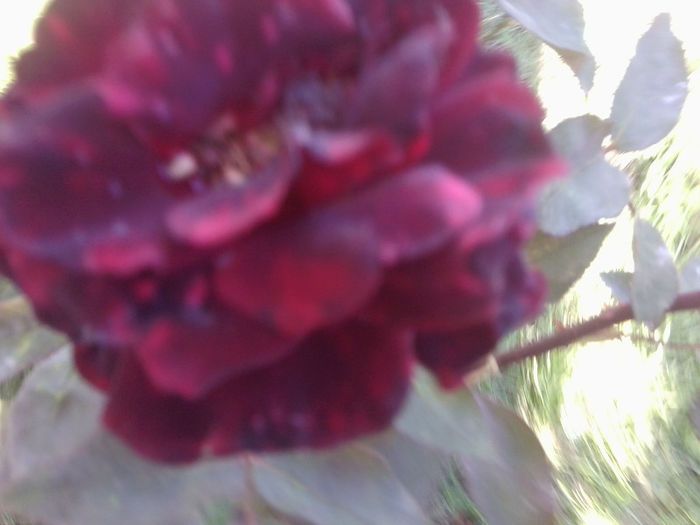 Fotografie4508 - flori de gradina 2013-2