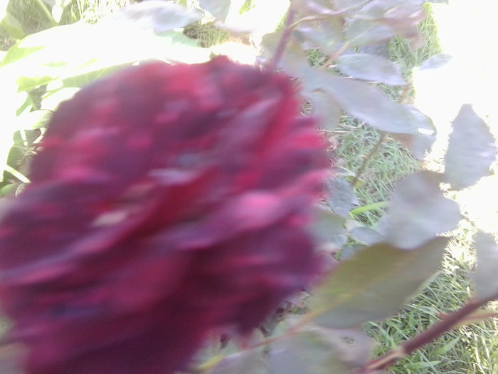 Fotografie4509 - flori de gradina 2013-2