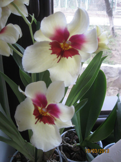 IMG_0001 - Miltonia