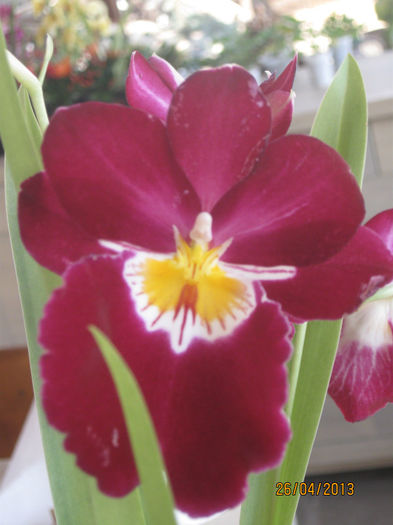 IMG_0204 - Miltonia