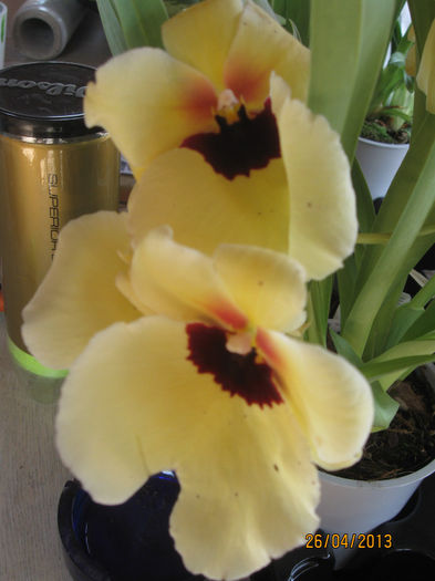 IMG_0207 - Miltonia