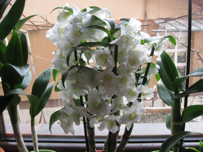 IMG_0088 - Dendrobium nobile