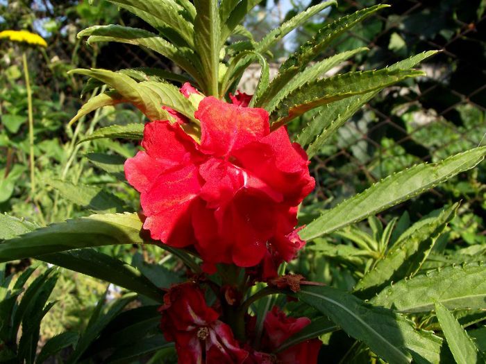 impatiens balsamina 1