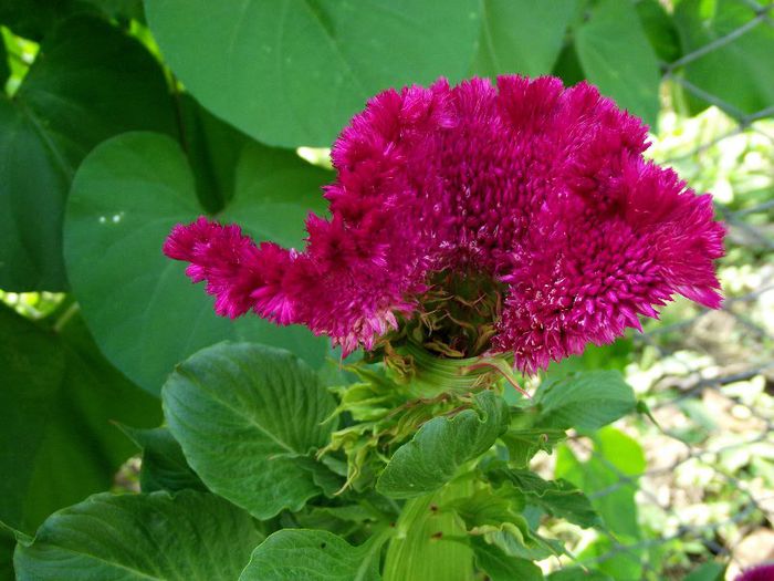celosia cristata