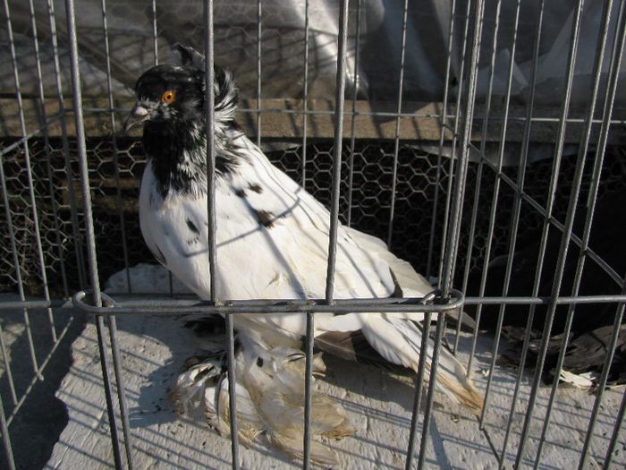 IMG_8113 - 02 Porumbei Uriasi Maghiari