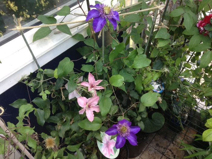 Multi Blue si Pink Fantasy - balcon 2013
