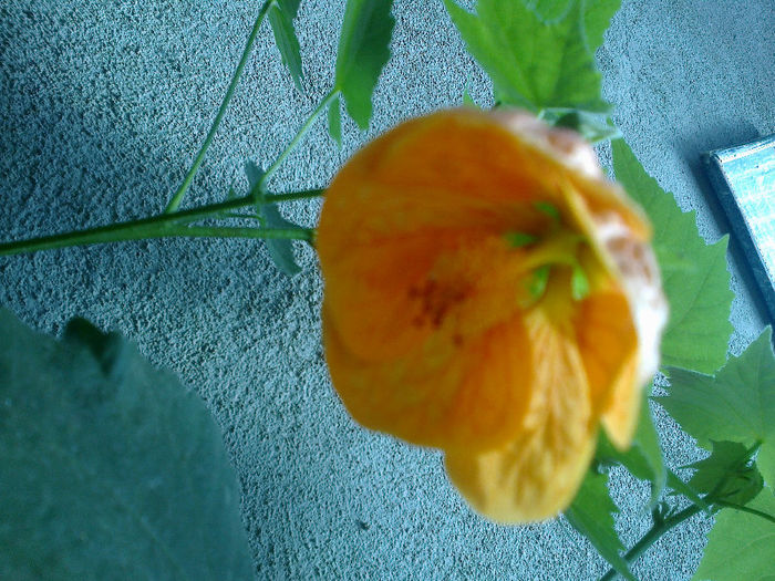  - ABUTILON