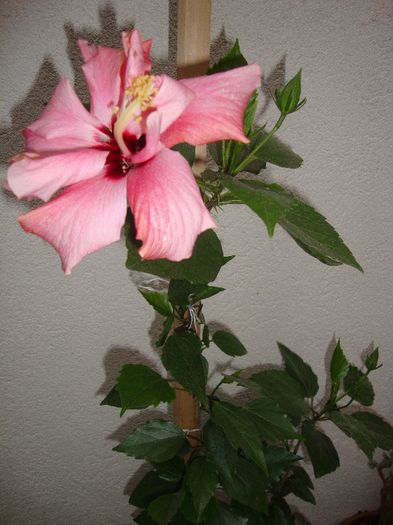  - hibiscusi