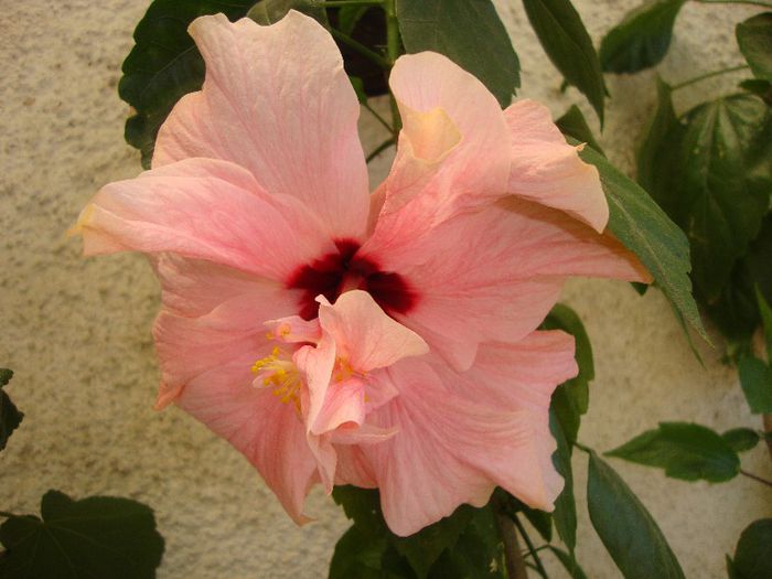  - hibiscusi