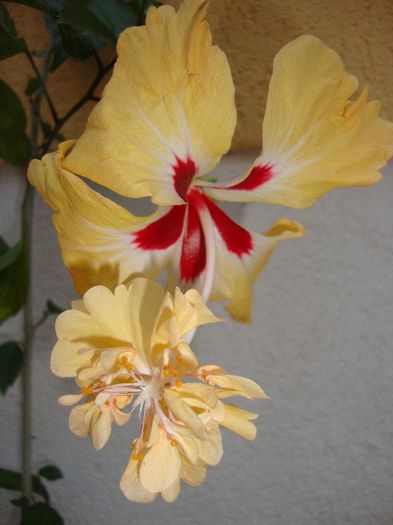 - hibiscusi