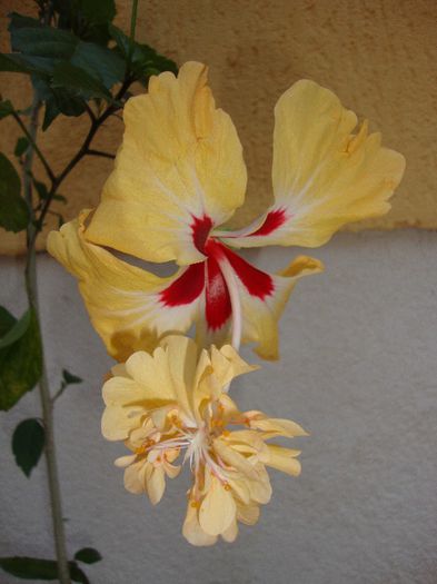  - hibiscusi