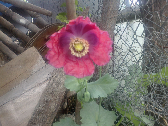  - GRADINA MEA PRINDE VIATA