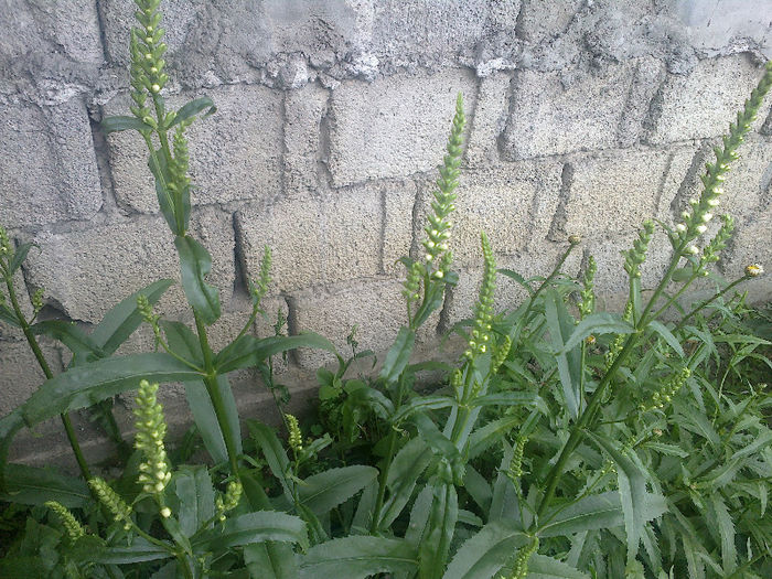  - GRADINA MEA PRINDE VIATA