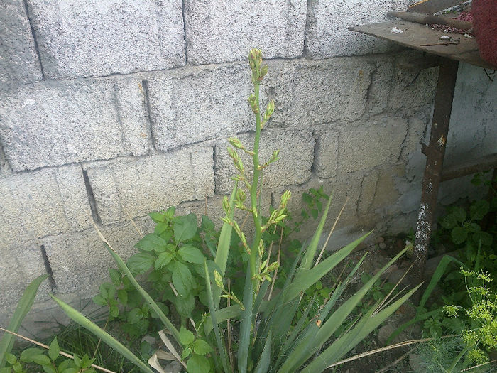  - GRADINA MEA PRINDE VIATA