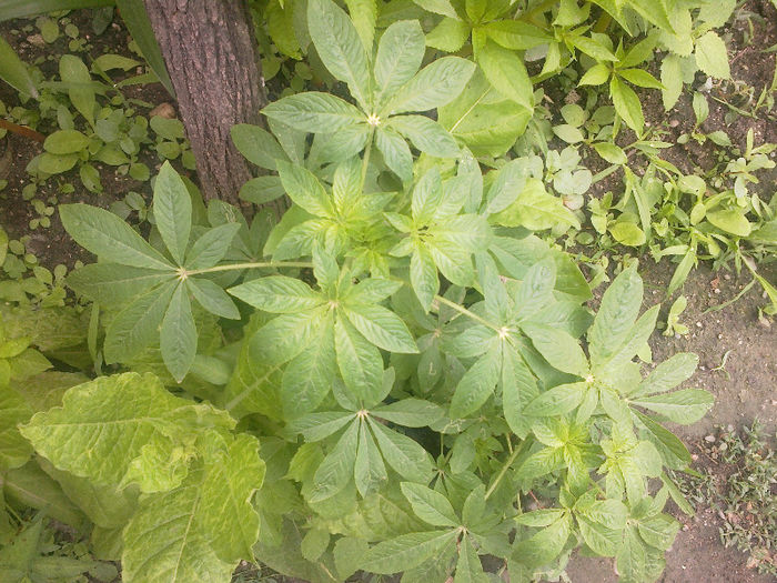  - GRADINA MEA PRINDE VIATA