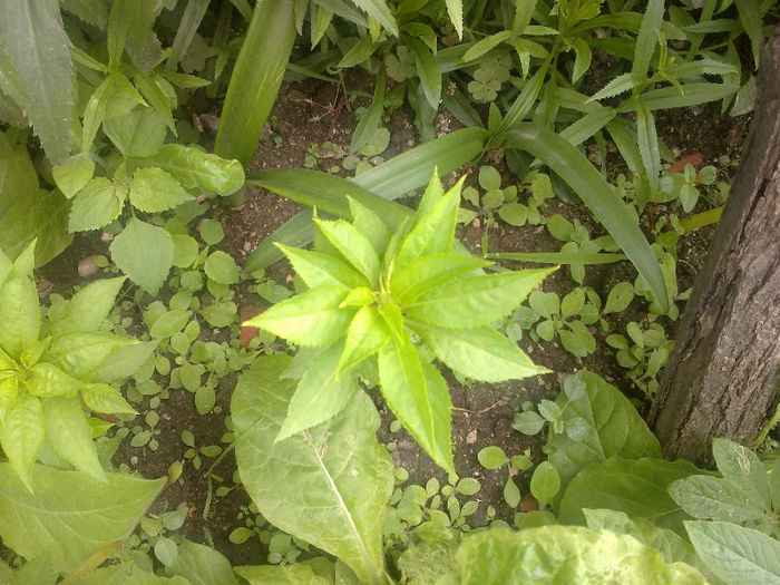  - GRADINA MEA PRINDE VIATA