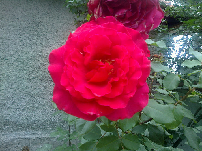  - GRADINA MEA PRINDE VIATA