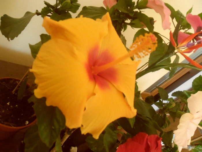 Athenacus - Hibiscus 2013-2