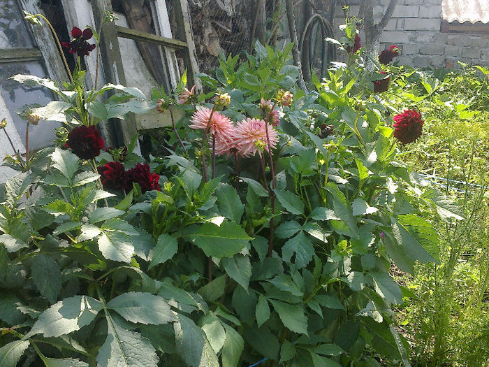  - GRADINA MEA PRINDE VIATA