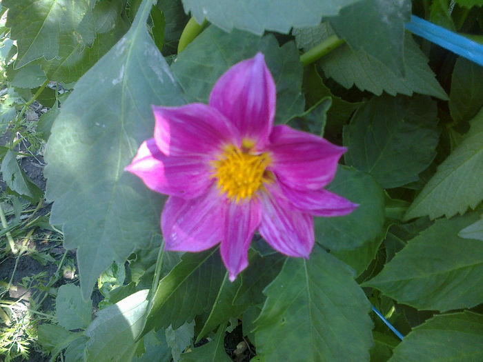  - GRADINA MEA PRINDE VIATA