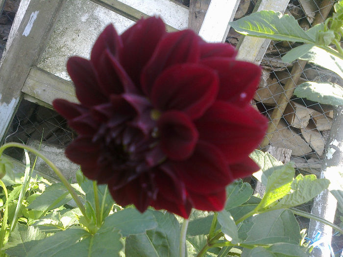  - GRADINA MEA PRINDE VIATA