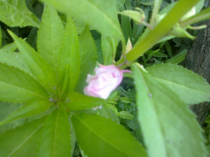  - GRADINA MEA PRINDE VIATA