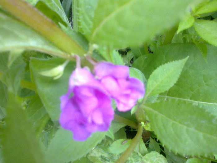  - GRADINA MEA PRINDE VIATA