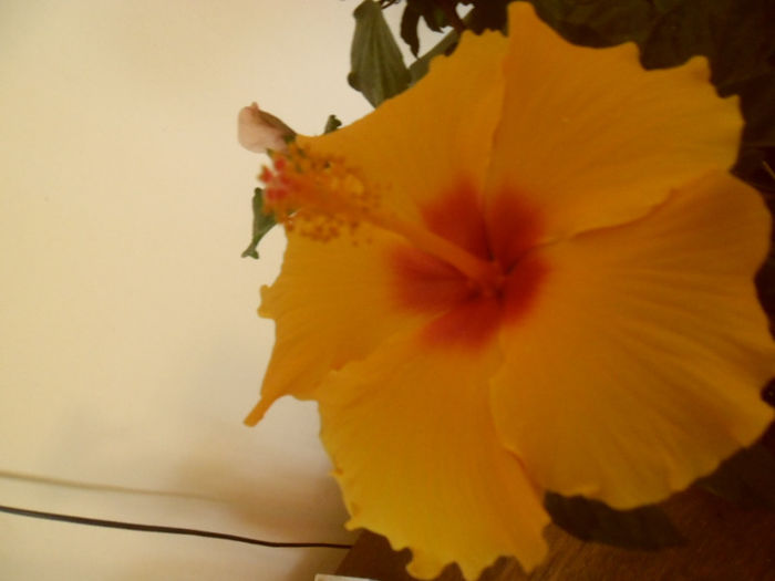 Athenacus - Hibiscus 2013-2