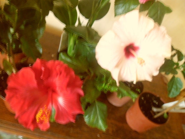 Helene + Stolen Kiss - Hibiscus 2013-2