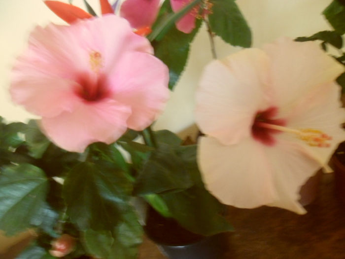 Adonicus Pink + Stolen Kiss - Hibiscus 2013-2