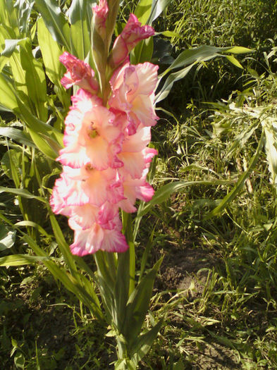  - gladiole