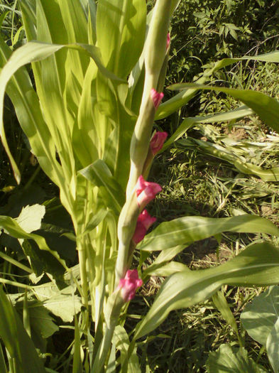  - gladiole