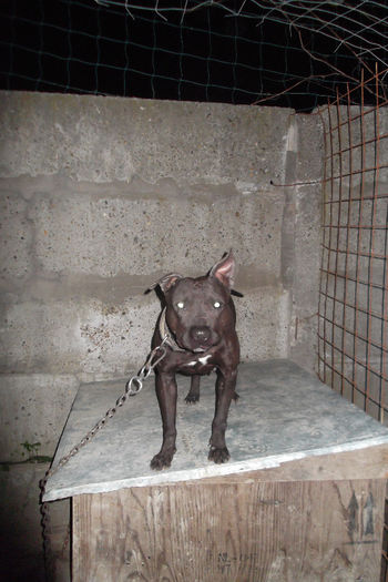 pur apbt 16.500 kg