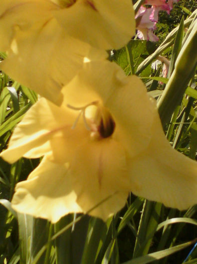  - gladiole