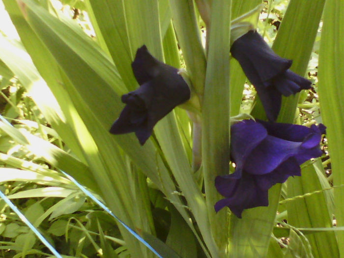  - gladiole